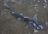 lemonshark