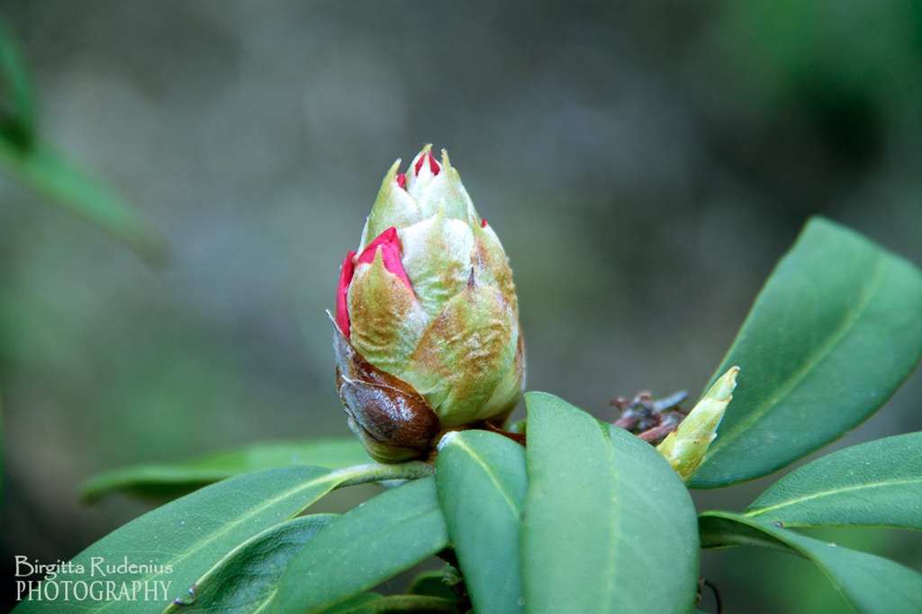 [blom_20120516_rhododendron1%255B2%255D.jpg]
