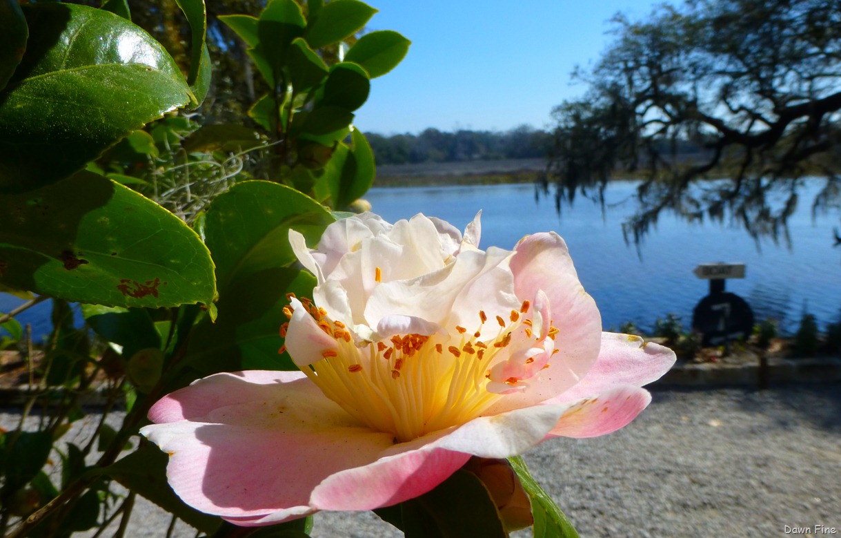 [Magnolia%2520Plantation_081%255B5%255D.jpg]