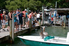 Feeding-the-Tarpon---Unwanted-Guests-2