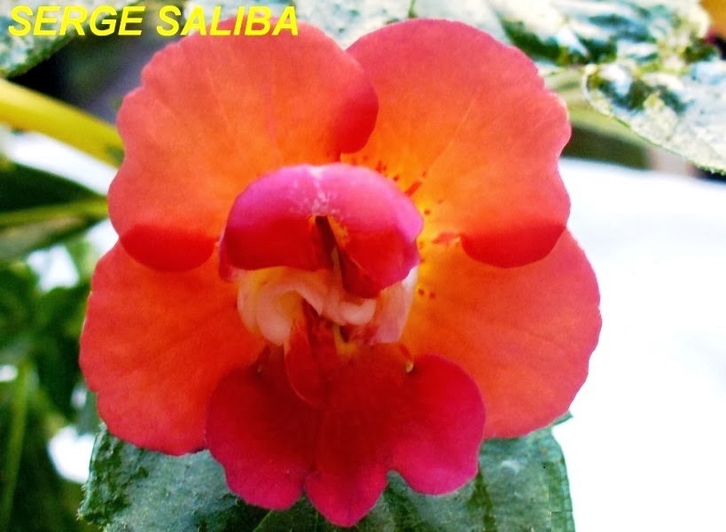 [Achimenes%2520Serge%2520Saliba%255B3%255D.jpg]