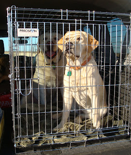 "Kennel Up"
After an afternoon of bird hunting
Kramer and Brinkley