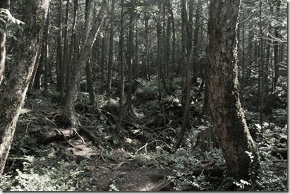 Copy of sea-of-trees-1024x682