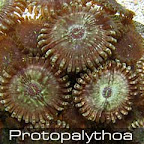 Protopalythoa-2.jpg