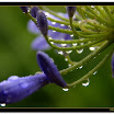 flower_rain_2.jpg