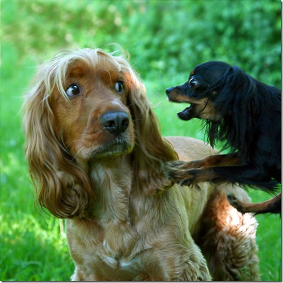 animals-worried-face-11