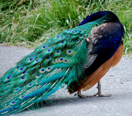 [aviary122.jpg]