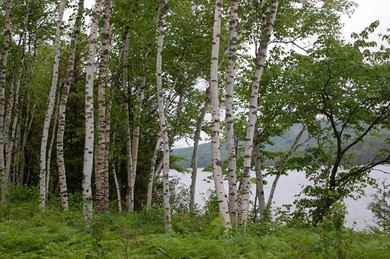[BIRCH%2520TREE%2520%25286%2529%255B2%255D.jpg]