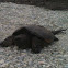 Common snapping turtle