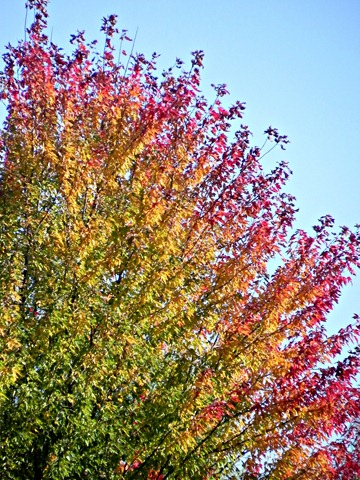 ombre fall leaves