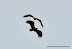  &ndash; Two white-tailed eagles