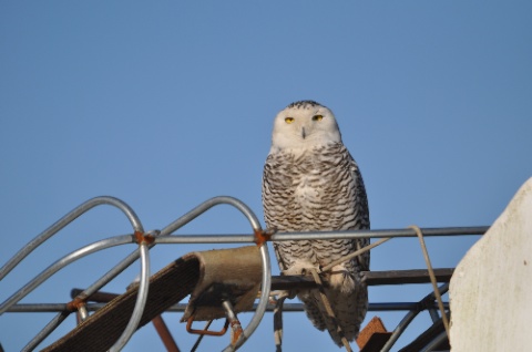 DSC_0101.jpg DSC 0101