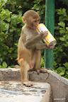 Thirsty monkey