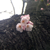 20100328_鶴見川沿いの桜