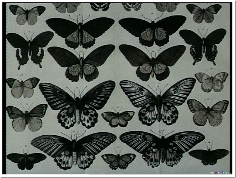 jan svankmajer historia naturae emmerdeur_80 jan svankmajer historia naturae emmerdeur_80