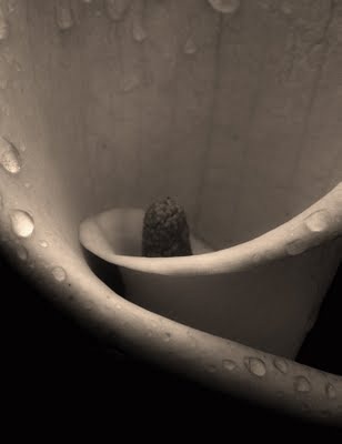 [calla3%255B5%255D.jpg]