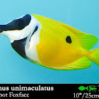 Siganus_unimaculatus.jpg
