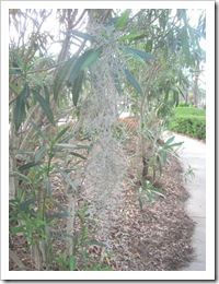 Florida vacation 3.12 spagmun moss Florida vacation 3.12 spagmun moss
