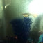 Guppy