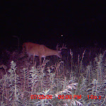nichols deer 161.JPG
