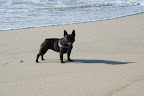 You know what would be fun?  Let's go on a hunt for seashells!