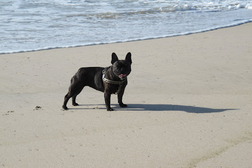 You know what would be fun?  Let's go on a hunt for seashells!