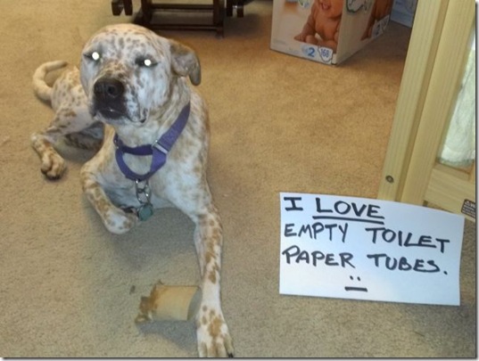 dog-shaming-bad-14