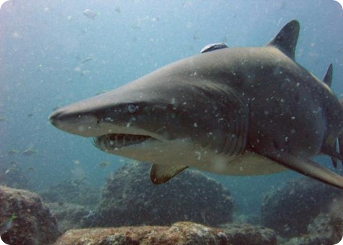 squalo_toro Carcharias taurus9 squalo_toro Carcharias taurus9