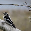 Downy Woodpecker