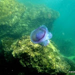 MarineLife