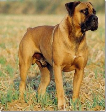 razas de perros grandes-Boerboel