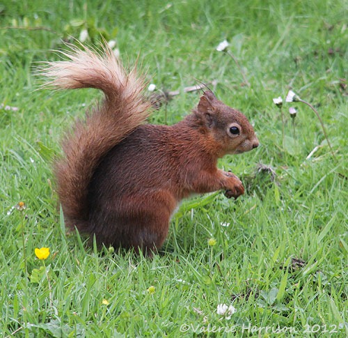 [red-squirrel-3%255B2%255D.jpg]