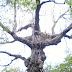 Summer%252520228pan