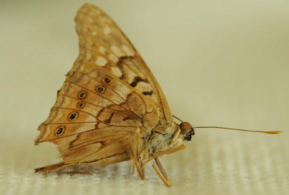 Spotting Image 1