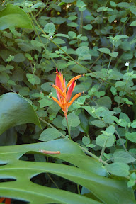 DSC_0005.jpg
