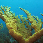 Elkhorn coral @ Willemstoren lighthouse