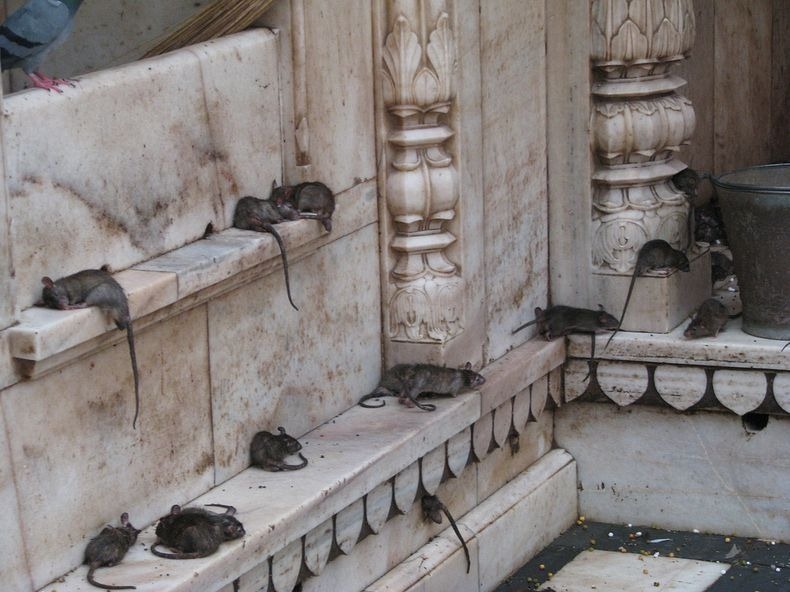 karni-mata-temple-7 karni-mata-temple-7