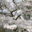 Prunus avium (12).JPG