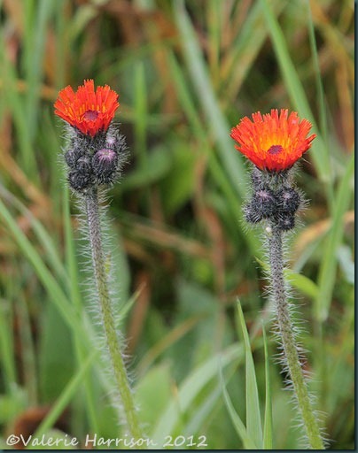 9-fox-and-cubs 9-fox-and-cubs