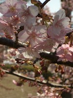 早咲きの桜 早咲きの桜