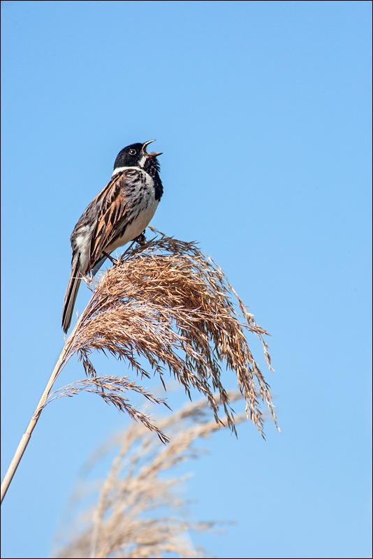 Reed Bunting