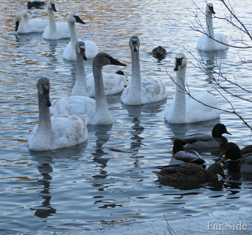 Swans and Ducks group