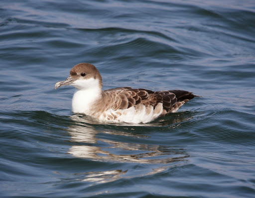 ...and we saw these stunning beauties up close