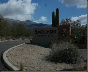 Saguaro01 Saguaro01