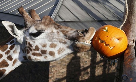 [funny-animals-cute-27%255B2%255D.jpg]