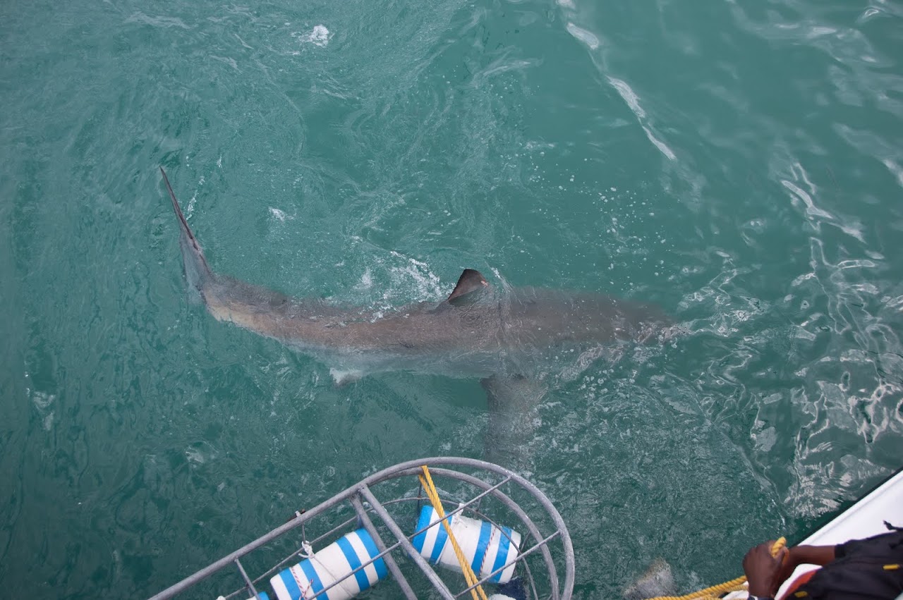 Shark near cage