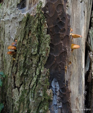 velvet foot behind bark