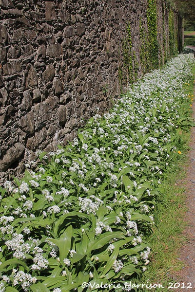 [4-wild-garlic%255B2%255D.jpg]