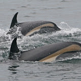 Atlantic white-sided dolphins