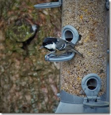 coal tit Wales Feb 2014 (1) coal tit Wales Feb 2014 (1)
